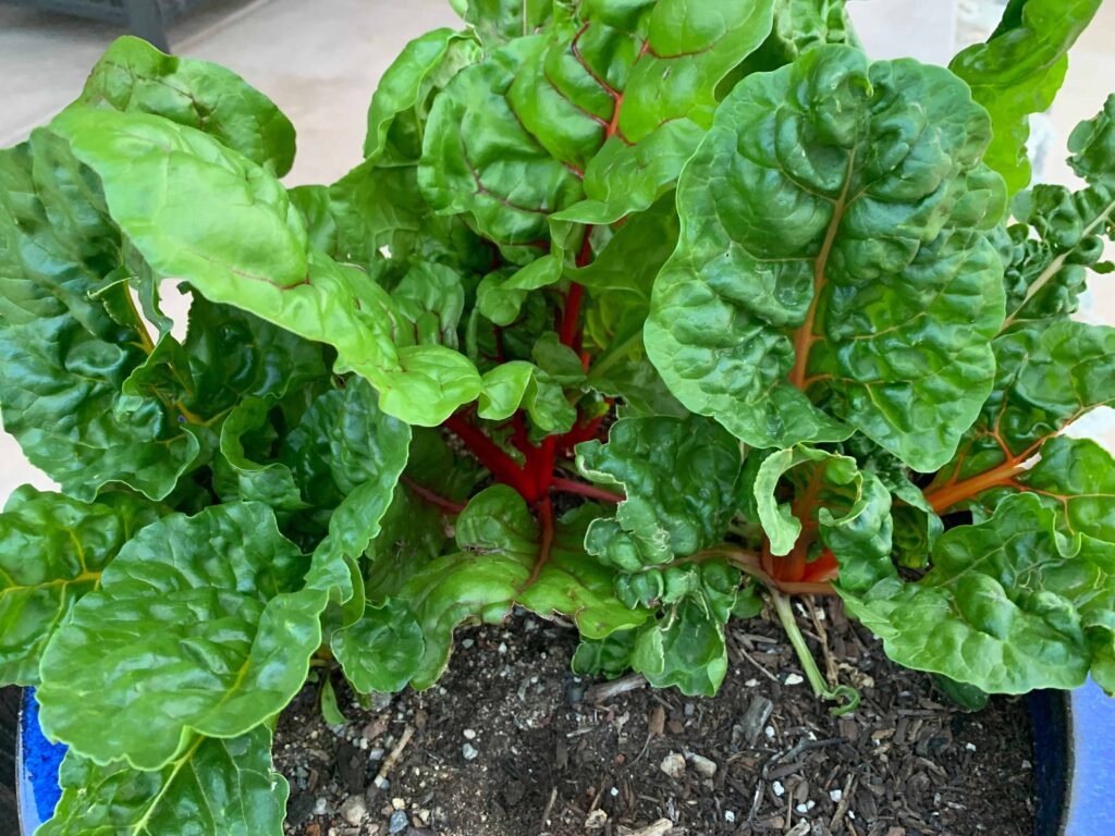 Swiss chard leaves