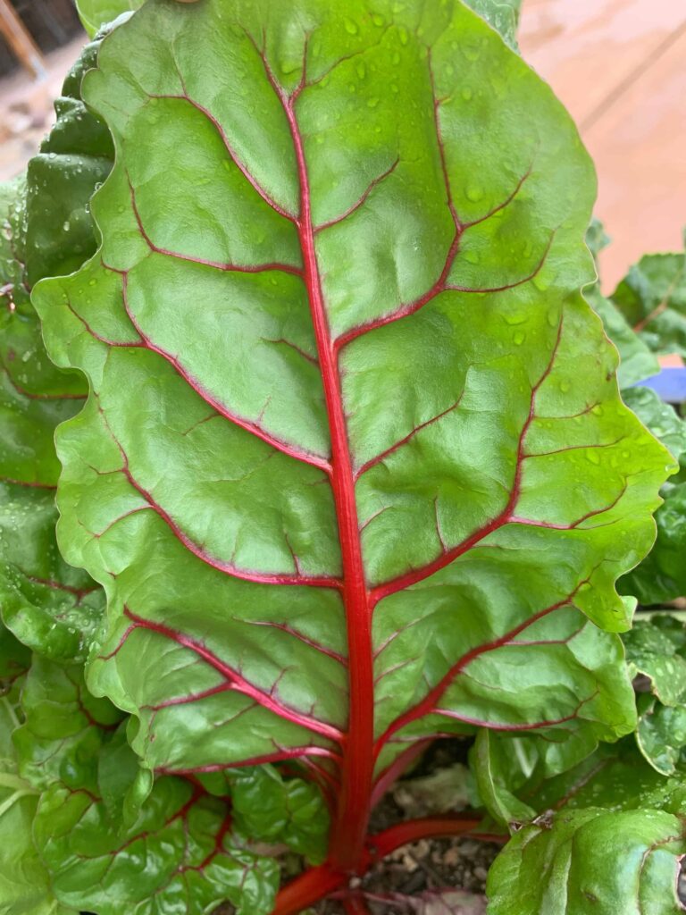 Bright lights Swiss chard back of leaf
