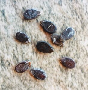 watermelon seeds
