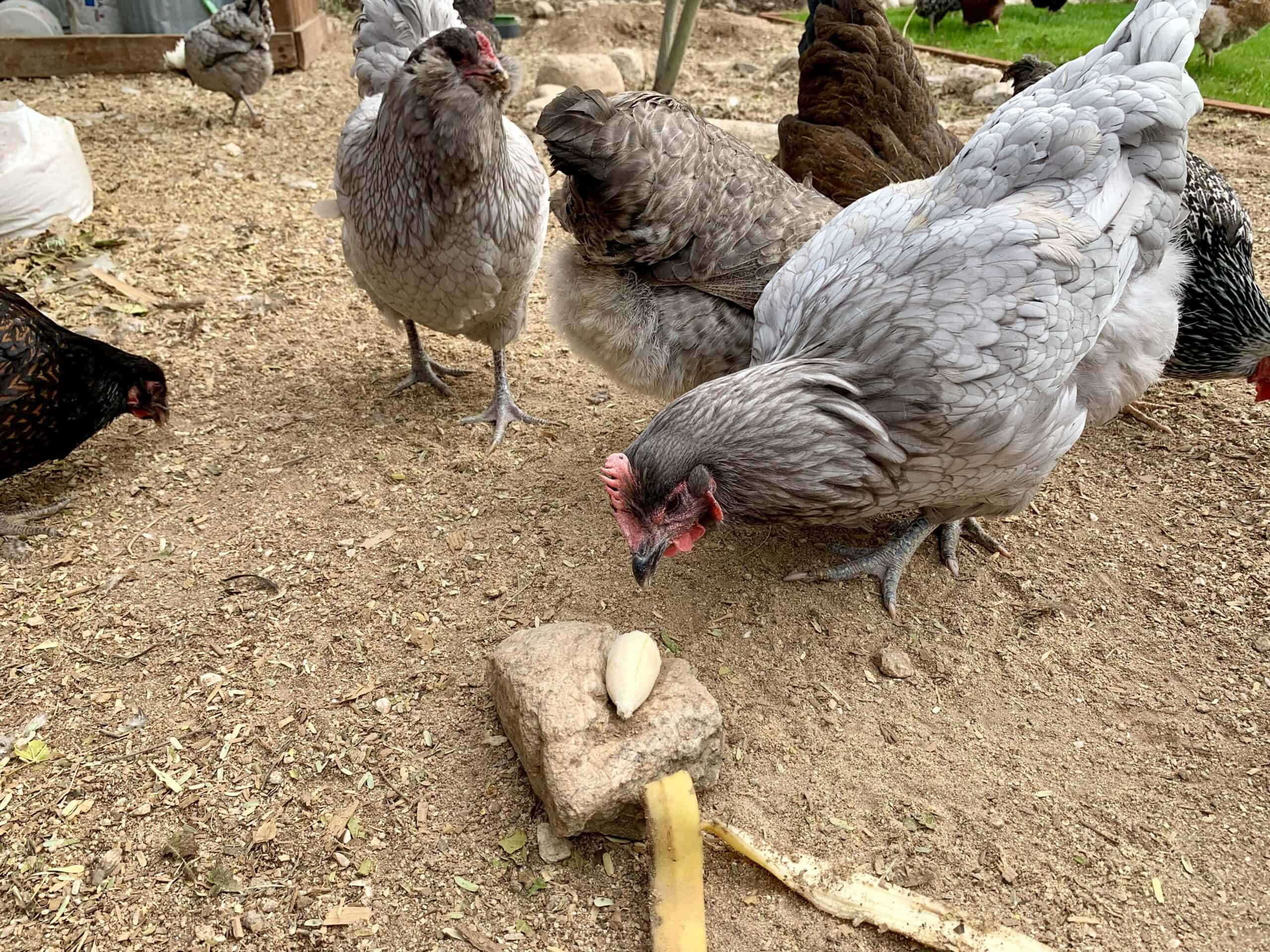 giving chickens bananas