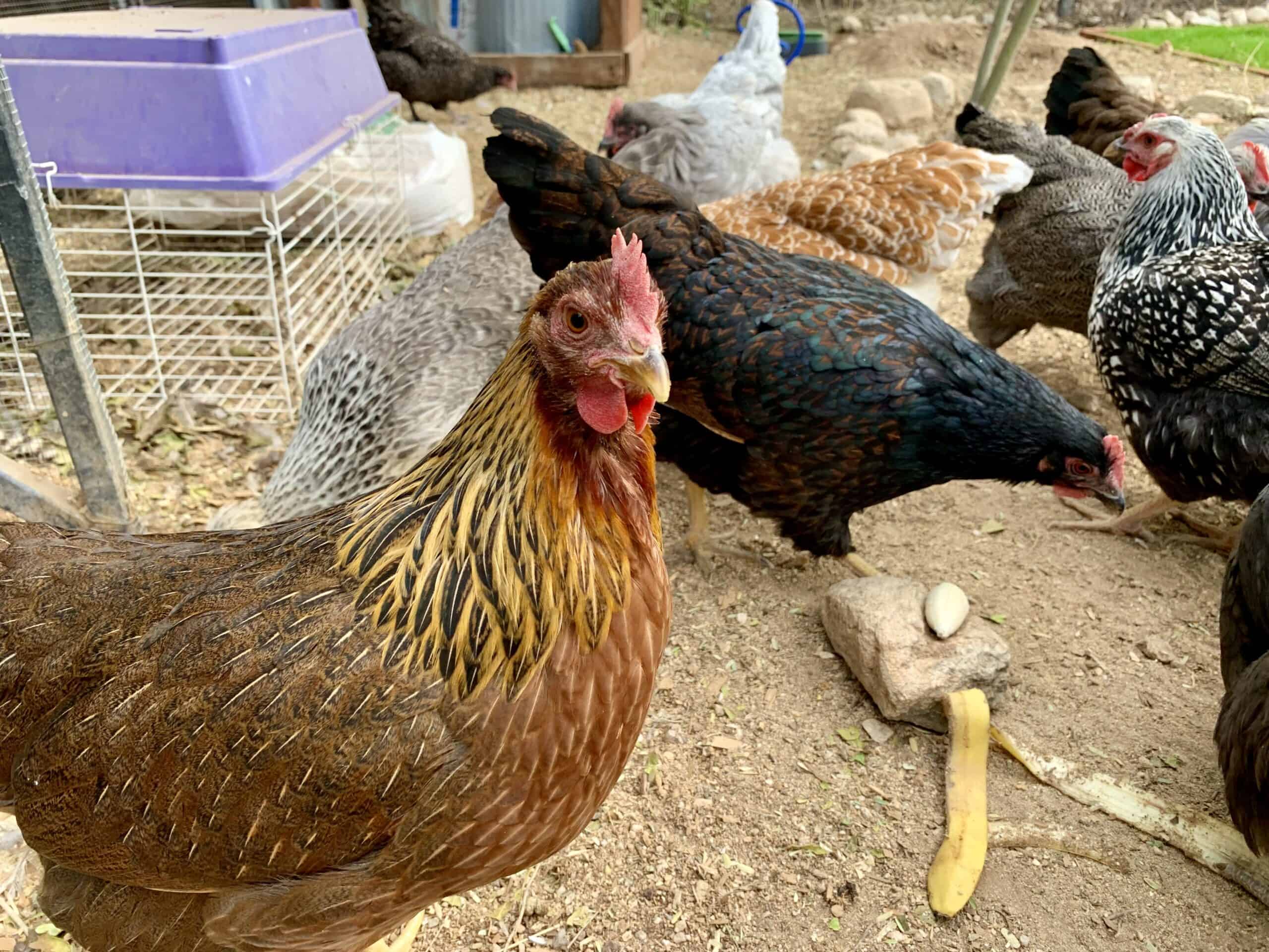 Can chickens eat bananas