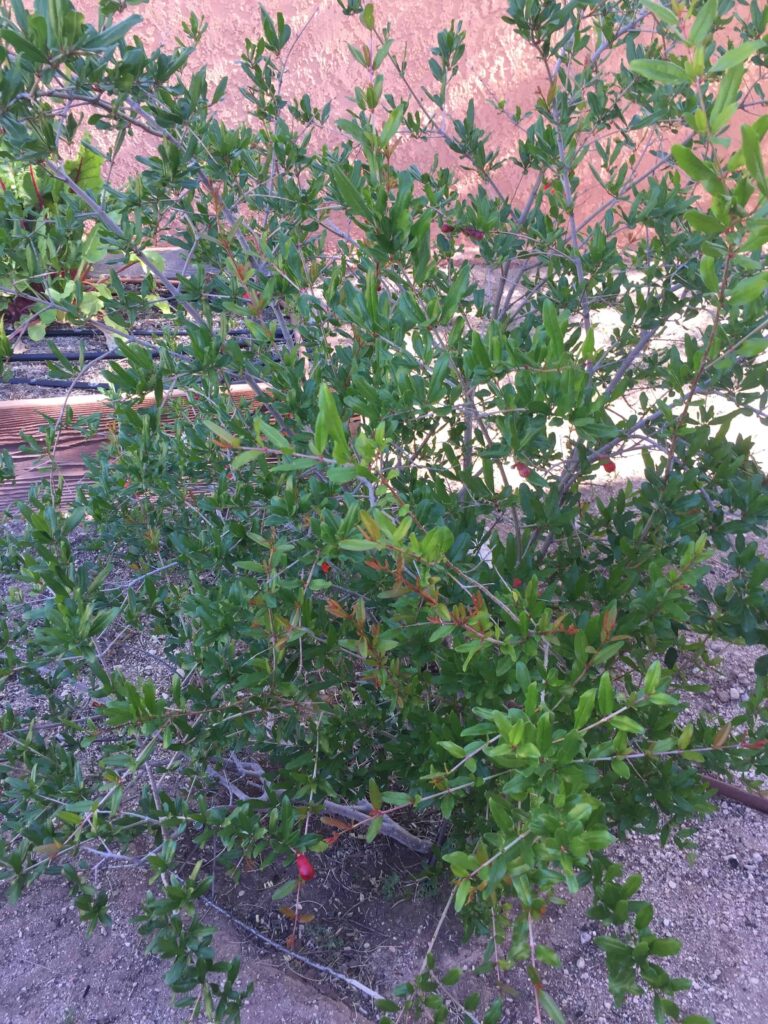 Growing pomegranate