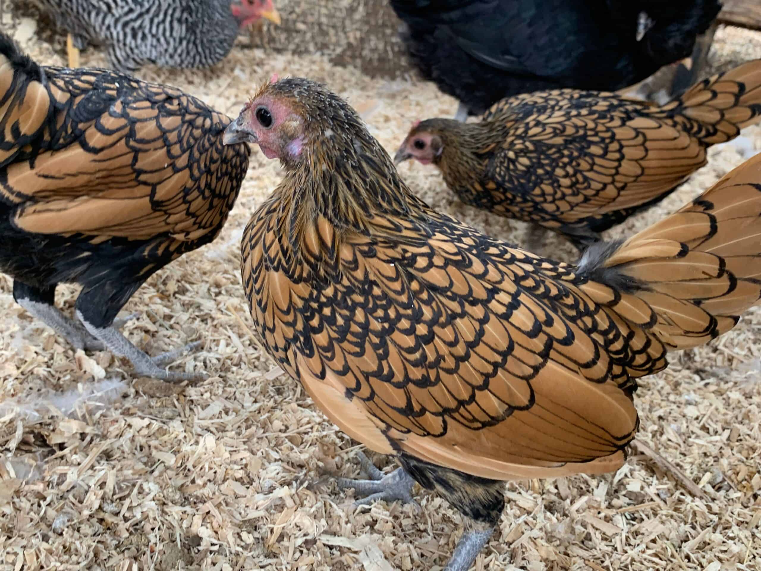 Golden Sebright chicken