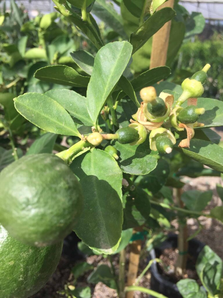 lime tree care