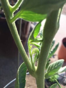 how to prune indeterminate tomatoes