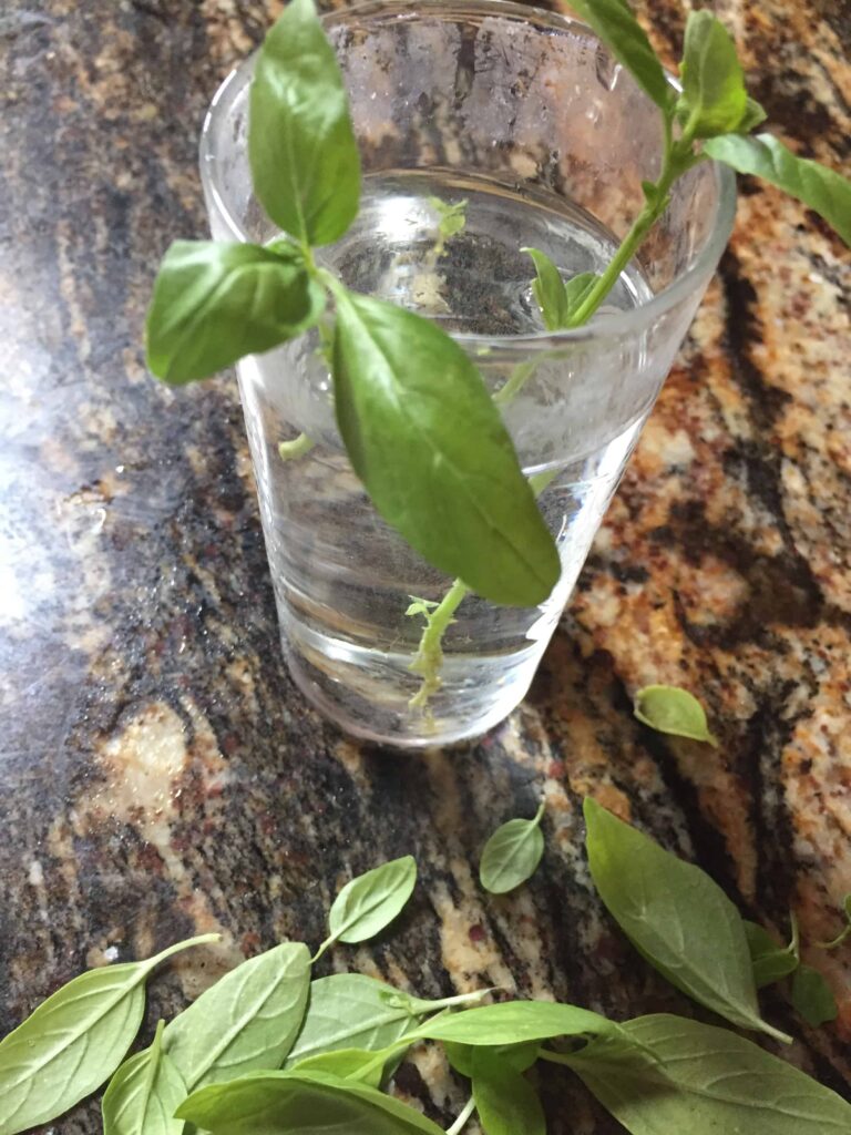 how do I harvest basil
