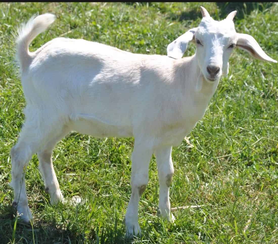 Kiko goats