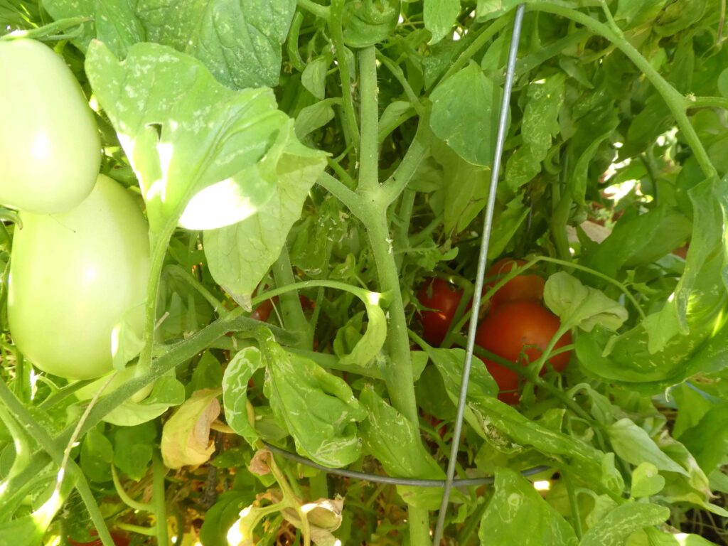 how to tell determinate from indeterminate tomatoes