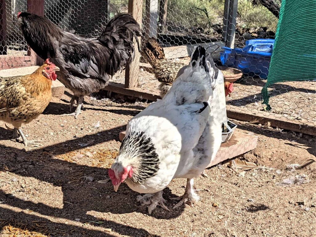 Light Brahma chicken