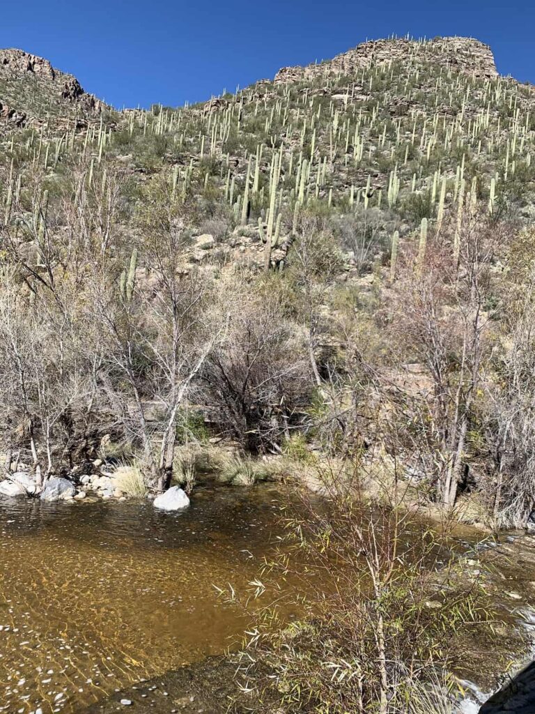 Sabino Canyon