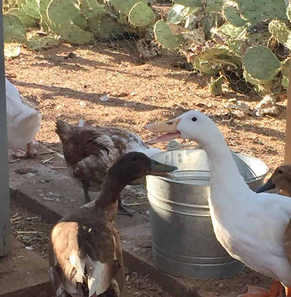 What You Need to Know about Raising Ducks