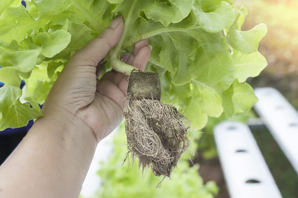aeroponics vs hydroponics