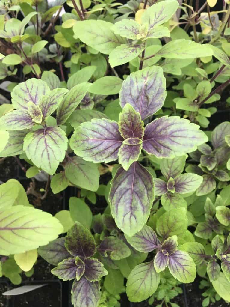 African blue basil