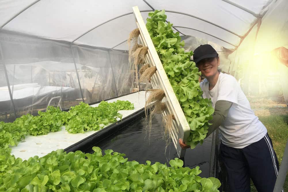 aquaponics vs hydroponics