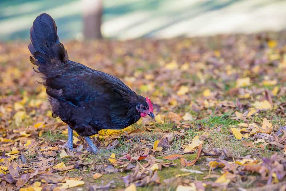 australorp