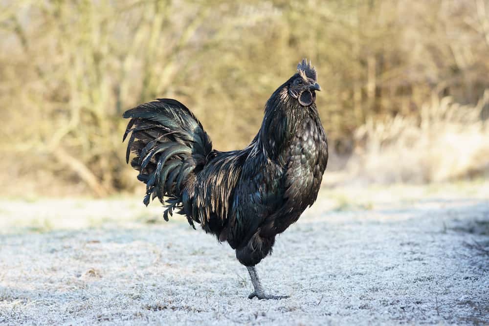 ayam cemani