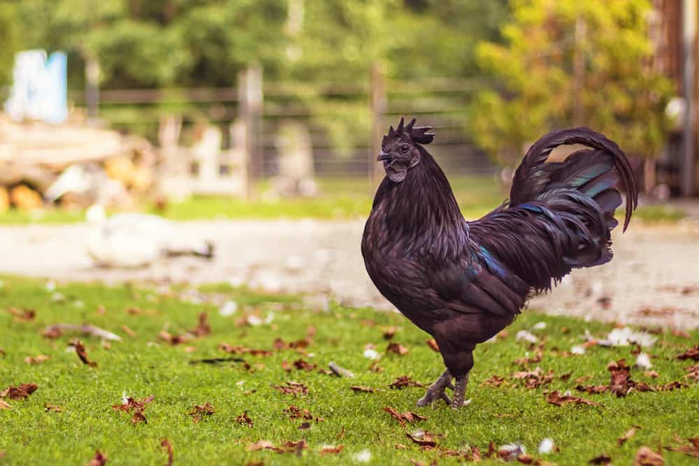 ayam cemani