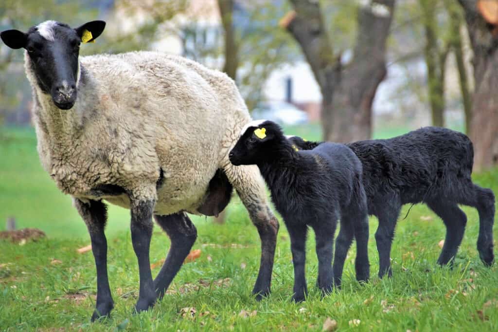 Suffolk sheep to raise for meat