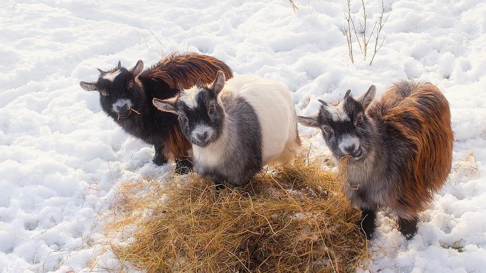 how to keep goats warm in winter