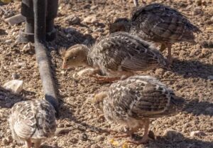 baby quail