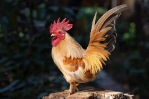 bantam rooster