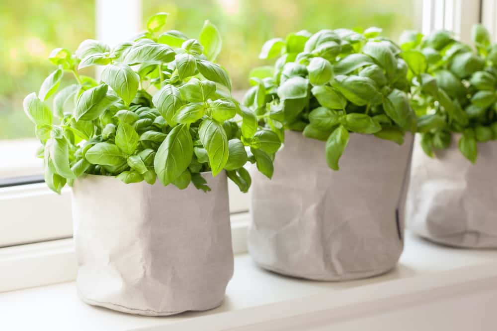growing your own basil plant