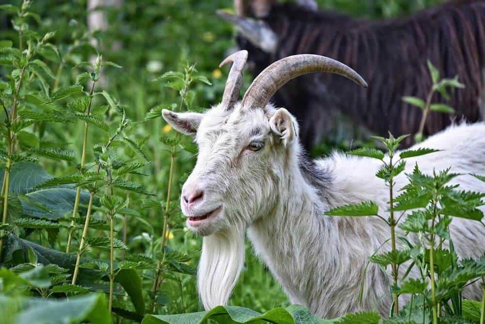 bearded goat