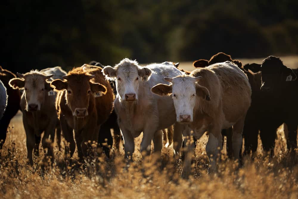 cattle herd