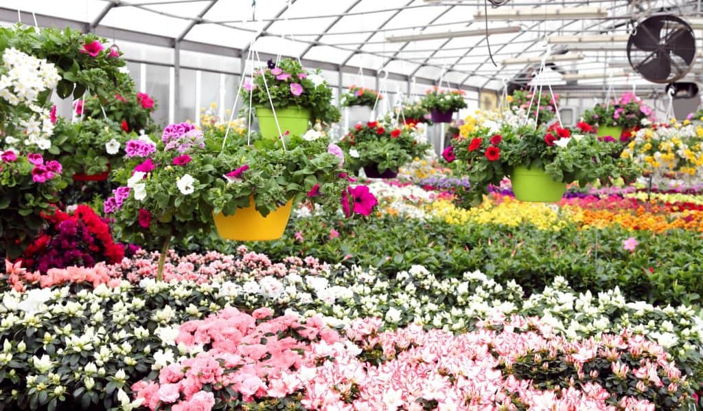 Greenhouse plants thriving in a commercial greenhouse