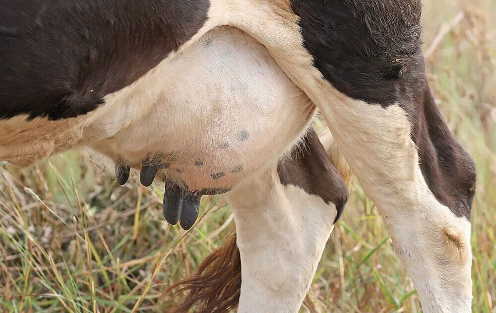 How Many Udders Does a Cow Have