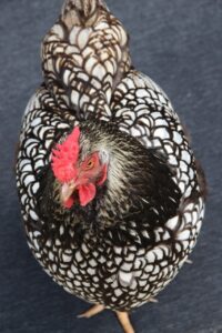 Black Laced Silver Wyandotte chicken