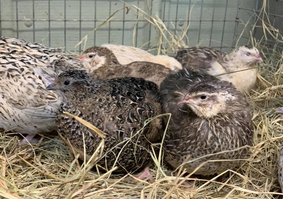 Coturnix quail