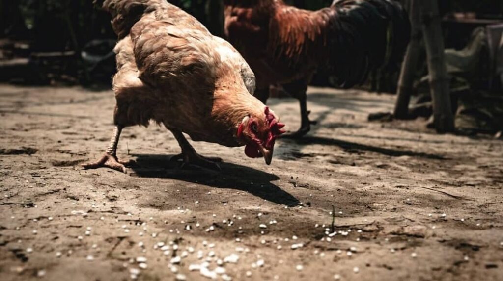 chicken eating white rice food