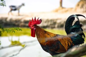 chicken near water pond