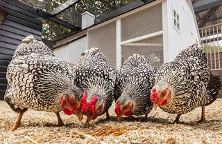 chickens eating mealworms