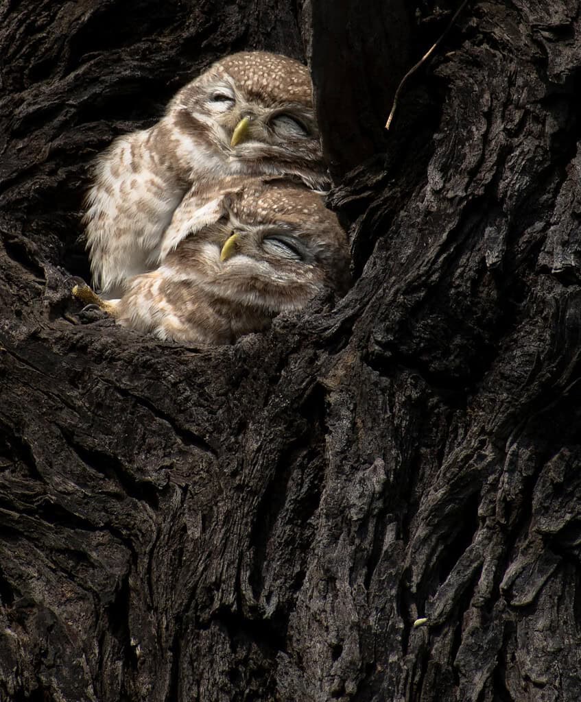 Owls nesting in tree
