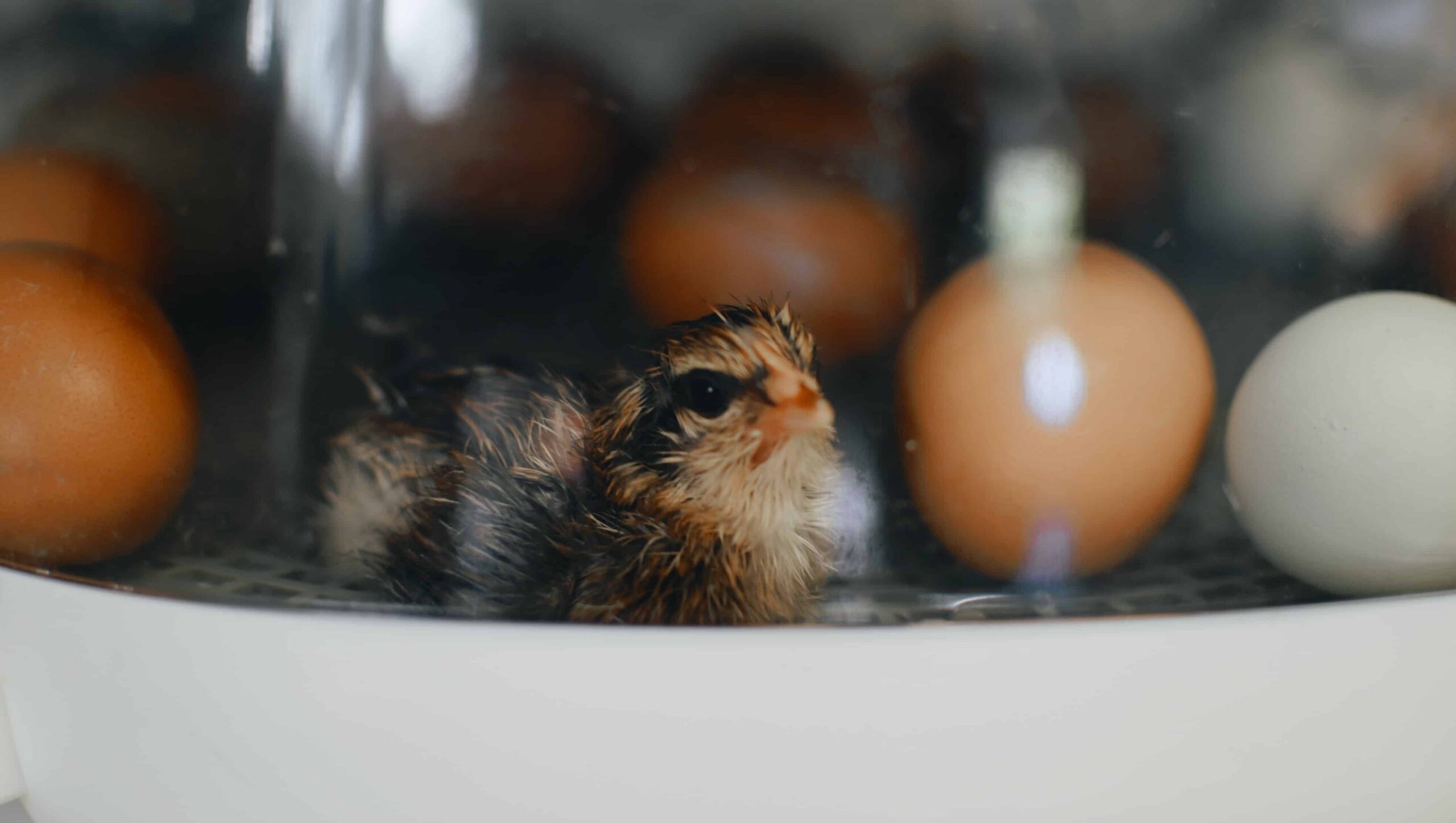 incubating chicken eggs