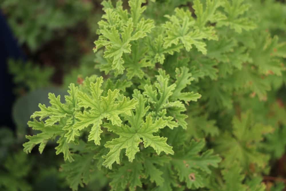citronella plant