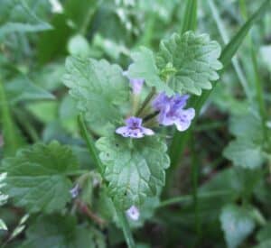 creeping charlie flowers