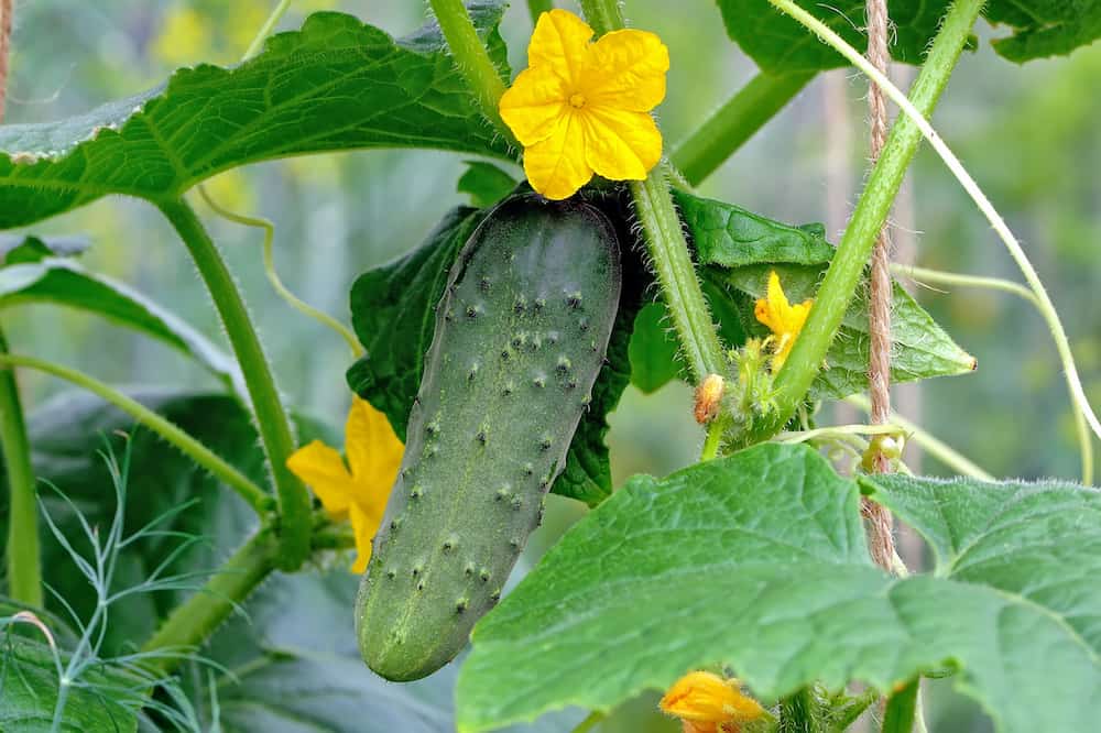 cucumber plant