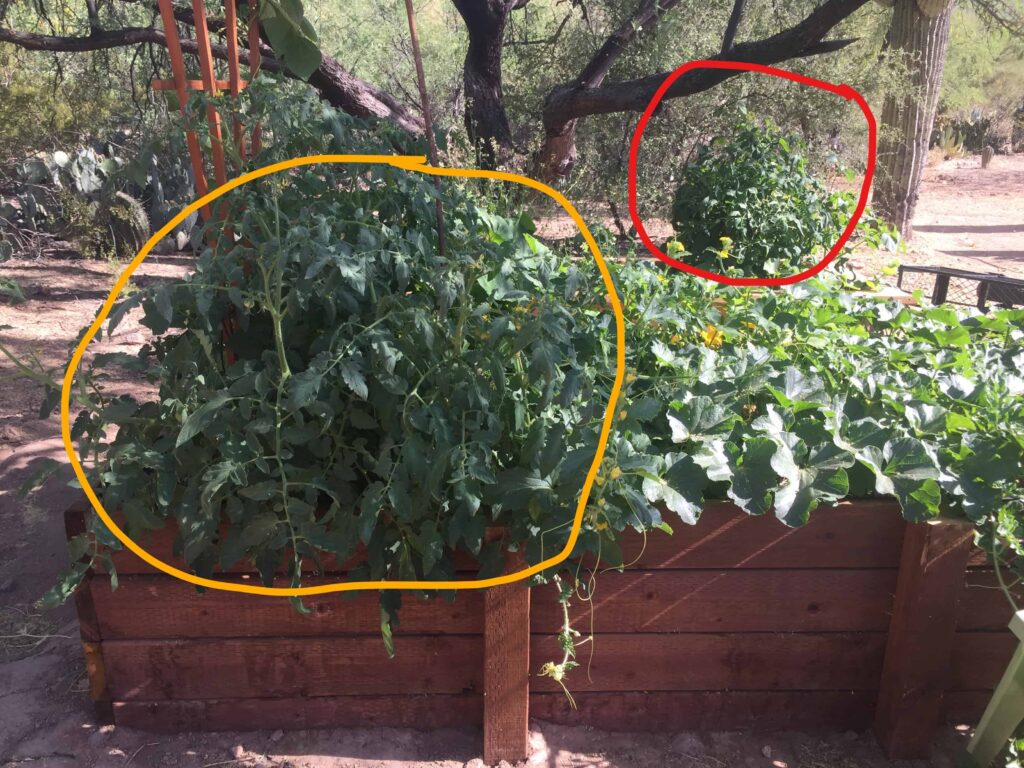 determinate vs indeterminate tomatoes