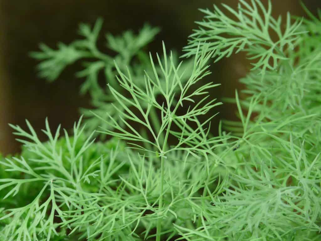 dill growing