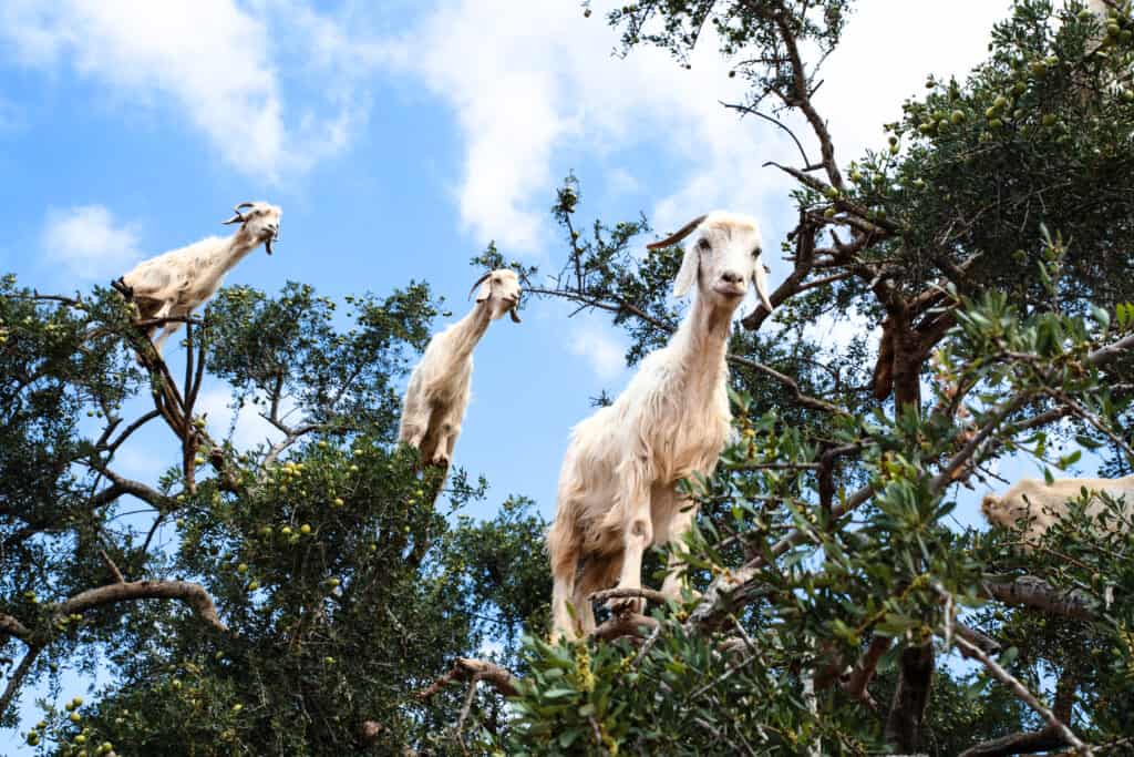 goats in tree