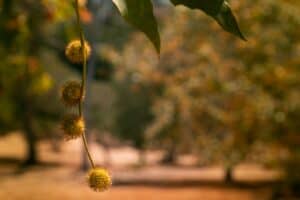 Sycamore tree fruits