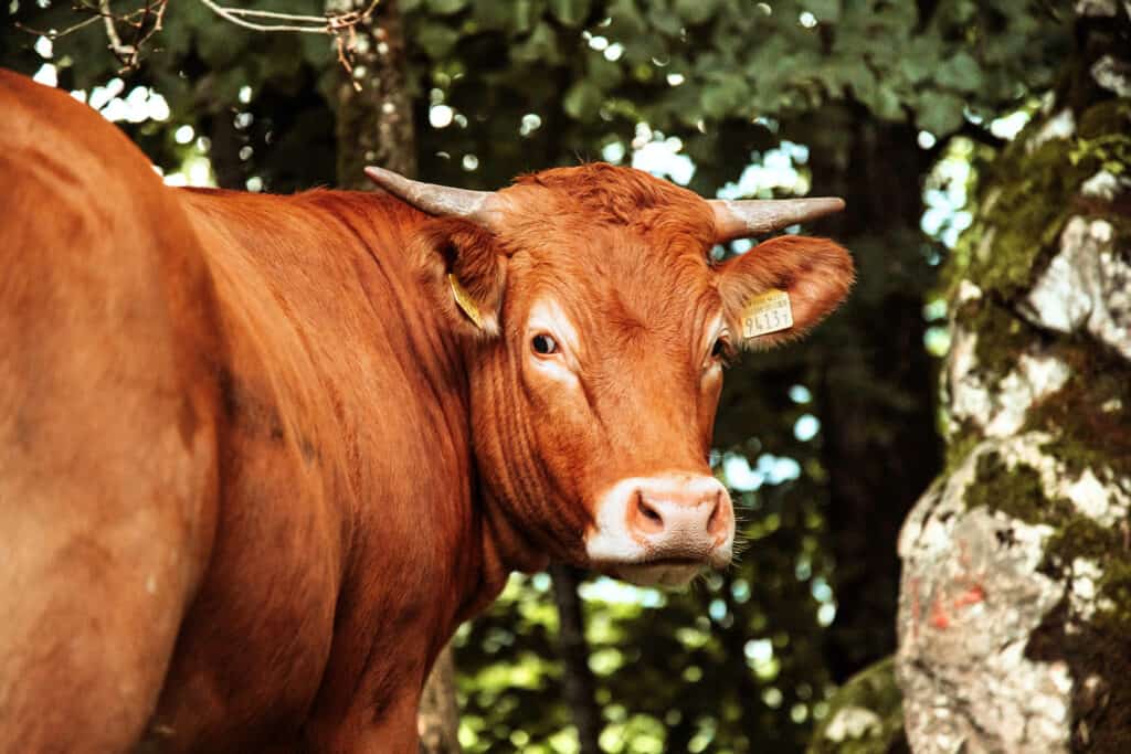 Limousin cattle