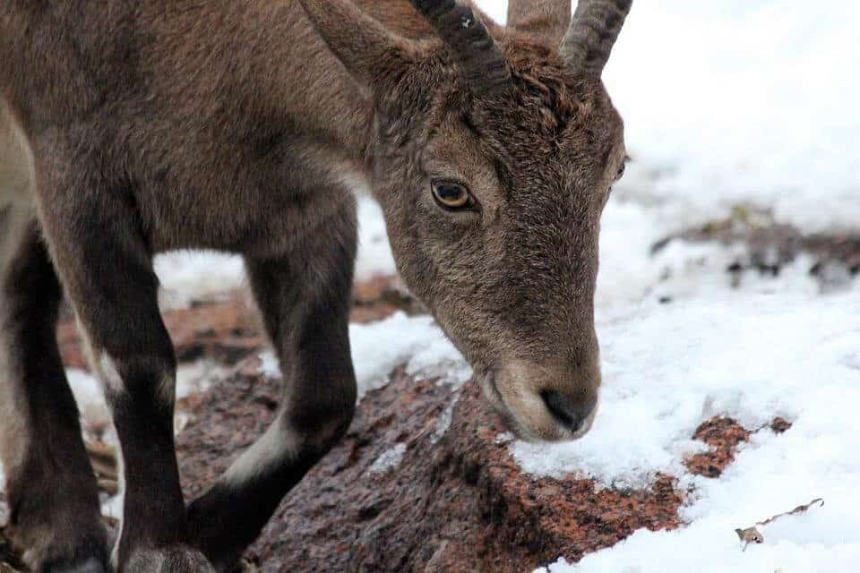 female goat in icy ground