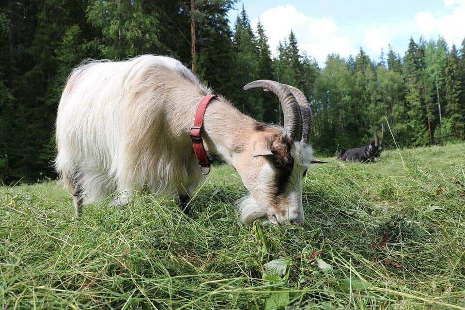 goat eating during sunny day