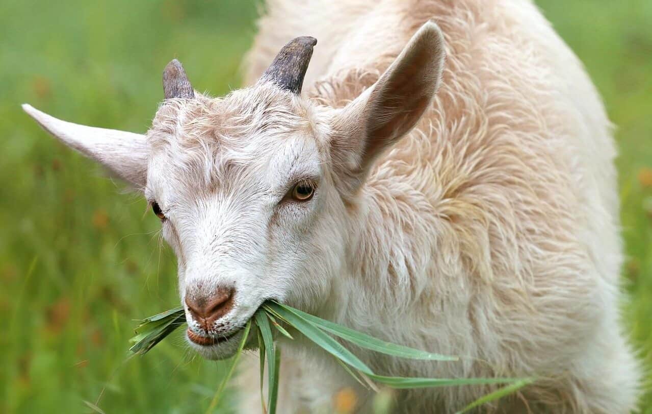 goat eating grass