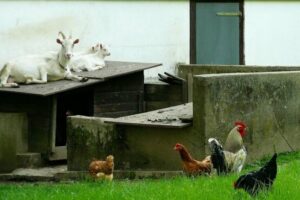 goat shelter with goats sitting on top