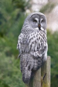 Great Gray owl